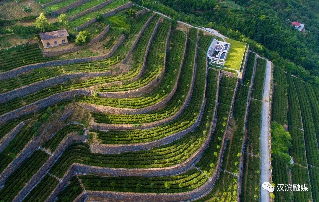 茶山风光.JPG