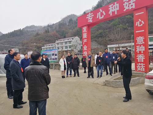 市区政协委员在红岩食用菌产业园视察.jpg