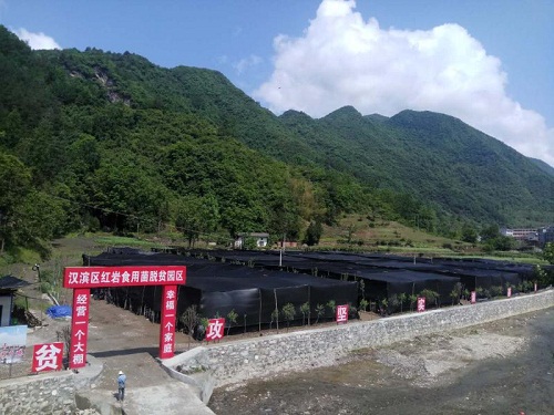 茨沟镇红岩村香菇大棚一角.jpg