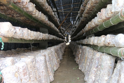 茨沟镇红岩村食用菌基地一角.JPG
