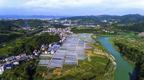 汉滨区忠诚现代农业示范园区全景.jpg