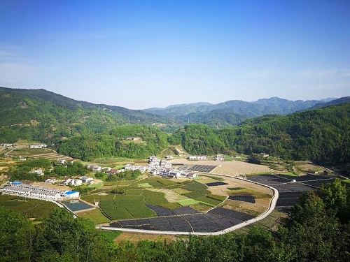 汉水韵茶叶有限公司晏坝镇田坝茶叶基地.jpg