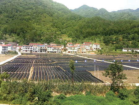 中原镇陕茶一号育苗基地.jpg