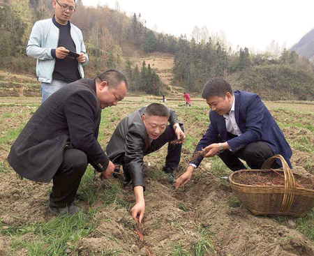 区领导查看马坪社区唐都中药材合作社种植丹参情况.jpg