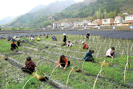 “陕茶一号”育苗基地劳作现场 (2).jpg