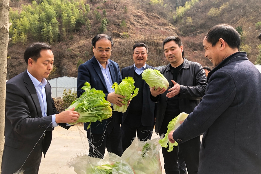 汉滨区佛爷岩蔬菜脱贫园区刚刚成熟的白菜.jpg