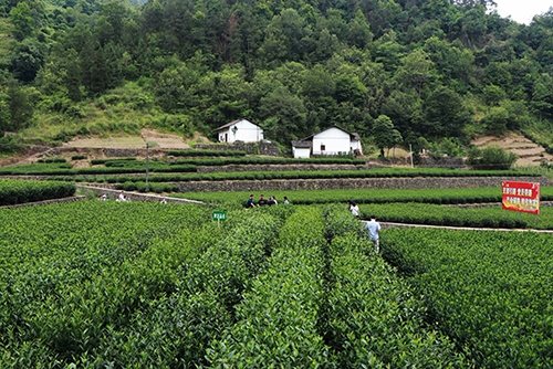 大竹园镇“陕茶1号”种苗选育繁育基地.jpg