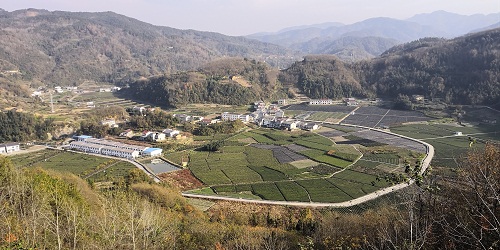 晏坝茶园.jpg