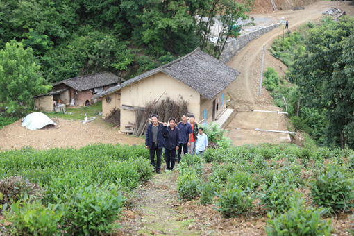 唐汉邦的茶园带动了周边村民务工.JPG