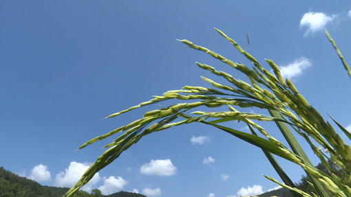 财梁社区：产业兴旺 携手小康.mp4_20200817_145857.608.jpg