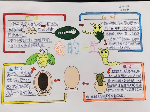 养蚕手抄报一等奖图片